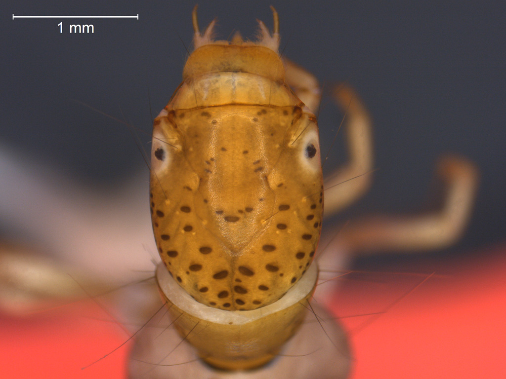 Polycentropus irroratus